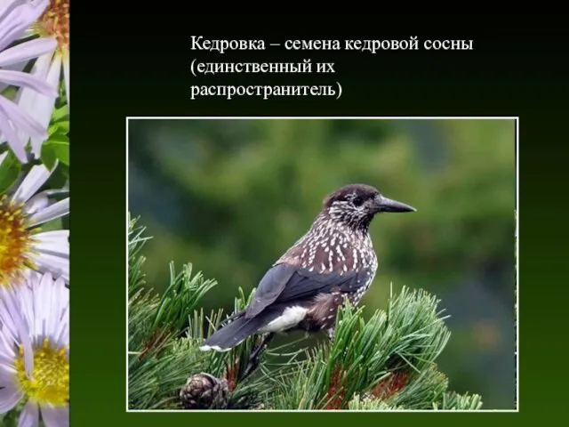 Кедровка – семена кедровой сосны (единственный их распространитель)