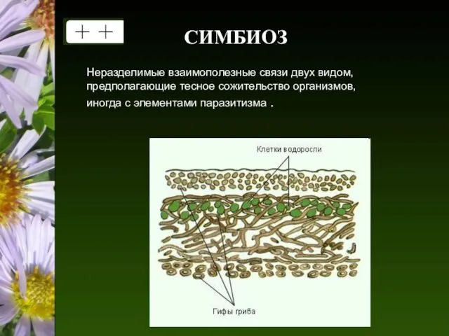 CИМБИОЗ Неразделимые взаимополезные связи двух видом, предполагающие тесное сожительство организмов, иногда с элементами паразитизма .