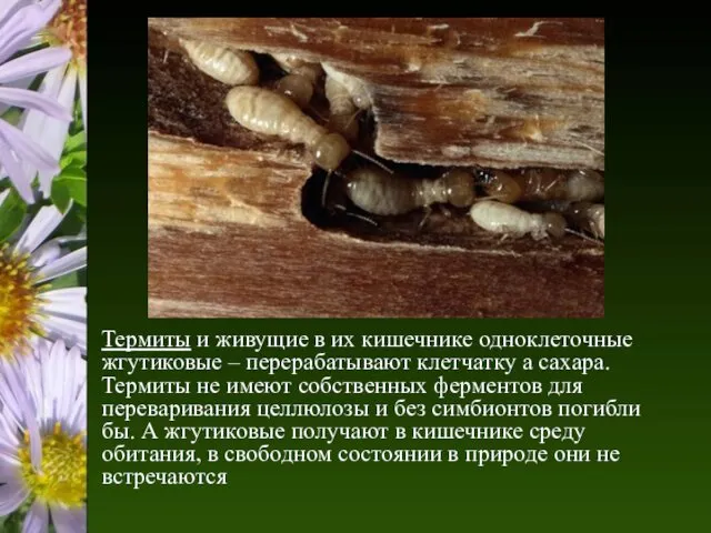 Термиты и живущие в их кишечнике одноклеточные жгутиковые – перерабатывают