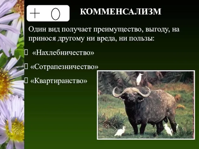 КОММЕНСАЛИЗМ Один вид получает преимущество, выгоду, на принося другому ни вреда, ни пользы: «Нахлебничество» «Сотрапезничество» «Квартиранство»