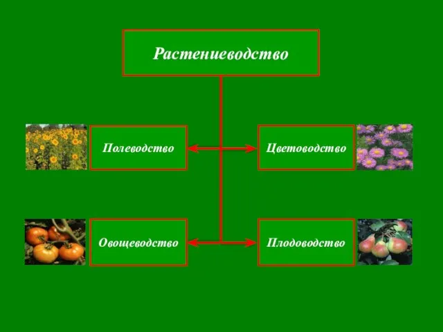 Полеводство Овощеводство Плодоводство Цветоводство Растениеводство