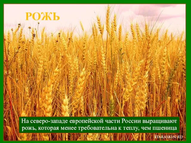 РОЖЬ На северо-западе европейской части России выращивают рожь, которая менее требовательна к теплу, чем пшеница