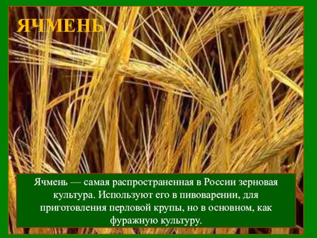 ЯЧМЕНЬ Ячмень — самая распространенная в России зерновая культура. Используют