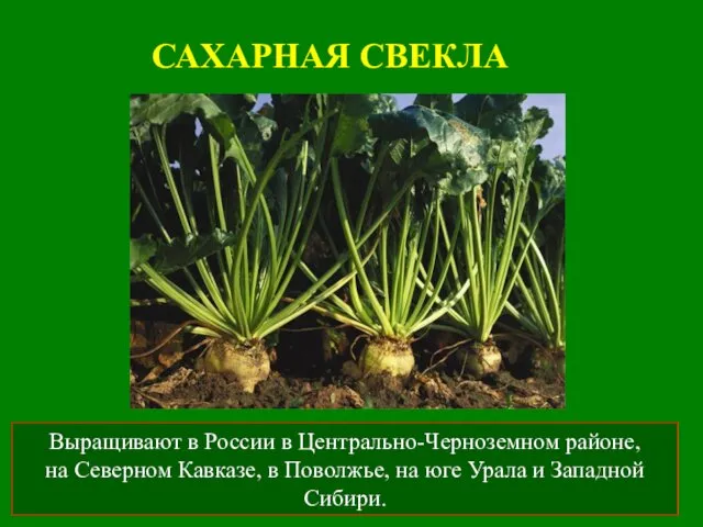 САХАРНАЯ СВЕКЛА Выращивают в России в Центрально-Черноземном районе, на Северном