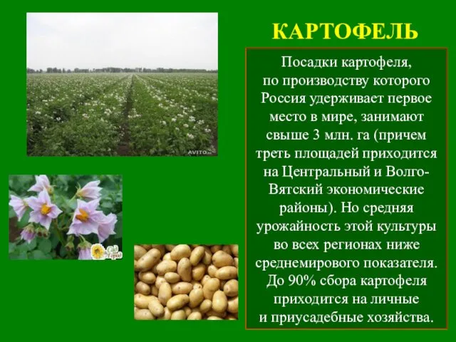 КАРТОФЕЛЬ Посадки картофеля, по производству которого Россия удерживает первое место