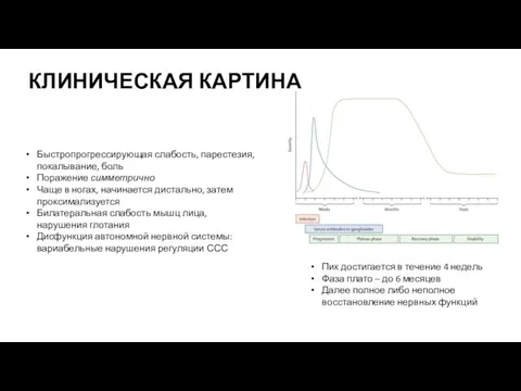 КЛИНИЧЕСКАЯ КАРТИНА Быстропрогрессирующая слабость, парестезия, покалывание, боль Поражение симметрично Чаще