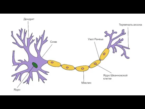Дендрит Сома Ядро Миелин Ядро Шванновской клетки Узел Ранвье Терминаль аксона
