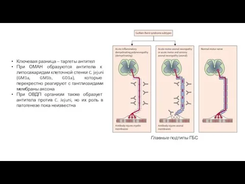 Главные подтипы ГБС Ключевая разница – таргеты антител При ОМАН