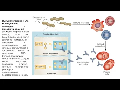 Иммунопатогенез ГБС: молекулярная мимикрия и антиганглиозидные антитела. Инфекционные агенты, такие