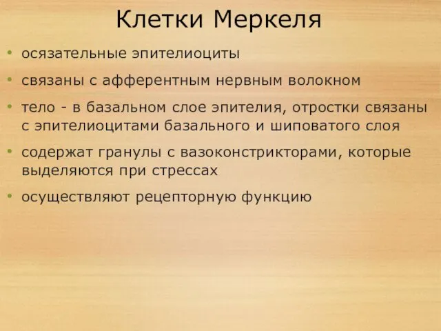 Клетки Меркеля осязательные эпителиоциты связаны с афферентным нервным волокном тело