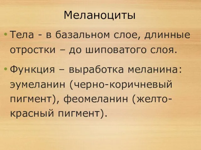 Меланоциты Тела - в базальном слое, длинные отростки – до шиповатого слоя. Функция