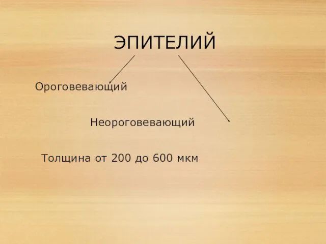 ЭПИТЕЛИЙ Ороговевающий Неороговевающий Толщина от 200 до 600 мкм