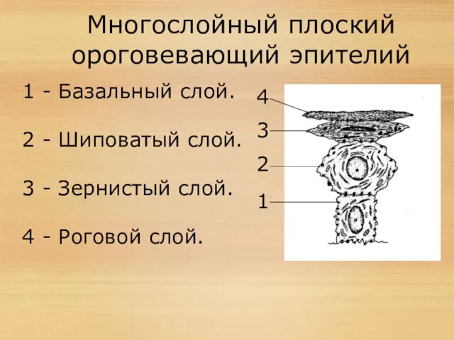 Многослойный плоский ороговевающий эпителий 1 2 3 4 1 - Базальный слой. 2