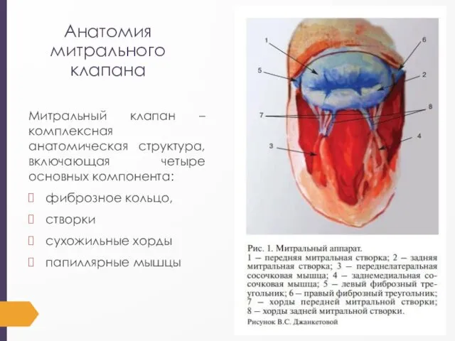 Анатомия митрального клапана Митральный клапан – комплексная анатомическая структура, включающая