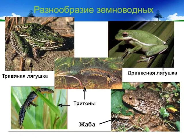 Разнообразие земноводных Древесная лягушка Травяная лягушка Жаба Тритоны