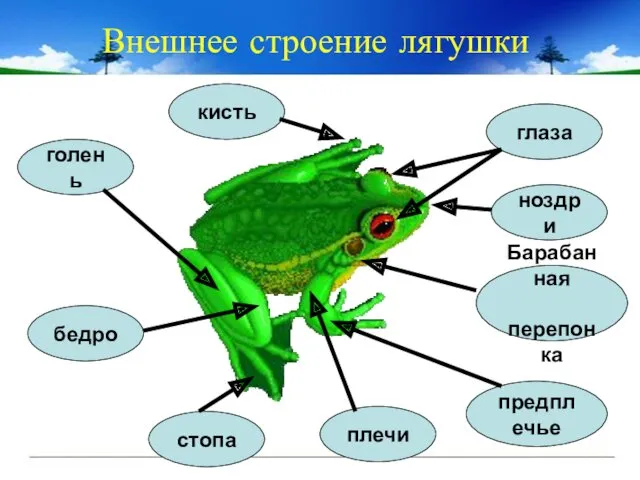 Внешнее строение лягушки ноздри глаза плечи бедро голень стопа Барабанная перепонка предплечье кисть