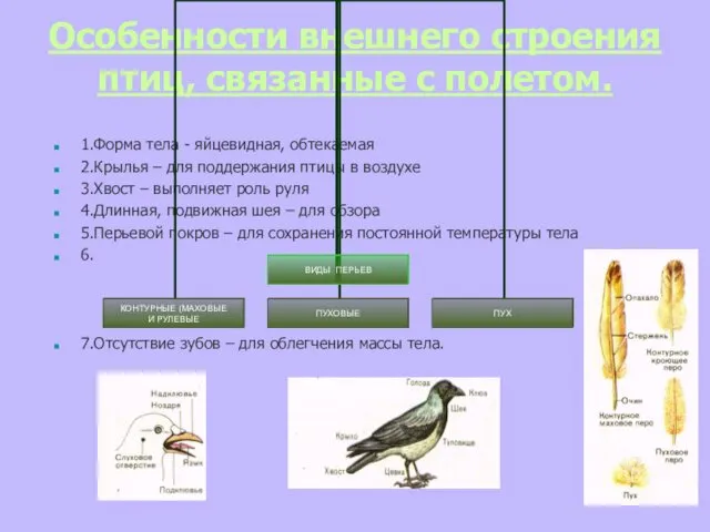 Особенности внешнего строения птиц, связанные с полетом. 1.Форма тела -