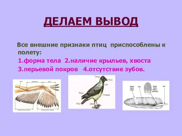 ДЕЛАЕМ ВЫВОД Все внешние признаки птиц приспособлены к полету: 1.форма