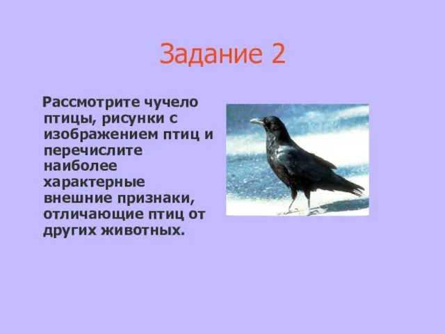 Задание 2 Рассмотрите чучело птицы, рисунки с изображением птиц и