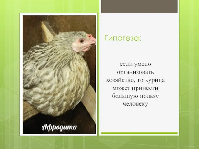 Гипотеза: если умело организовать хозяйство, то курица может принести большую пользу человеку