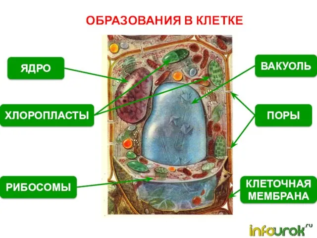 ОБРАЗОВАНИЯ В КЛЕТКЕ ЯДРО ХЛОРОПЛАСТЫ РИБОСОМЫ КЛЕТОЧНАЯ МЕМБРАНА ПОРЫ ВАКУОЛЬ