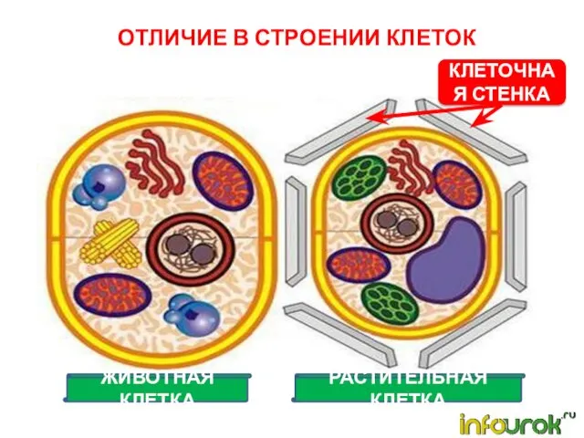 ЖИВОТНАЯ КЛЕТКА РАСТИТЕЛЬНАЯ КЛЕТКА ОТЛИЧИЕ В СТРОЕНИИ КЛЕТОК КЛЕТОЧНАЯ СТЕНКА