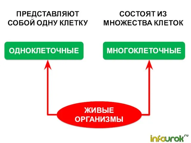 ЖИВЫЕ ОРГАНИЗМЫ ОДНОКЛЕТОЧНЫЕ МНОГОКЛЕТОЧНЫЕ ПРЕДСТАВЛЯЮТ СОБОЙ ОДНУ КЛЕТКУ СОСТОЯТ ИЗ МНОЖЕСТВА КЛЕТОК