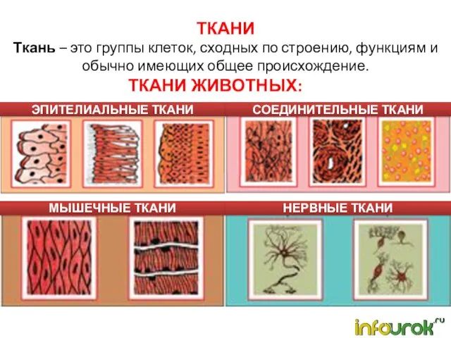 ТКАНИ Ткань – это группы клеток, сходных по строению, функциям