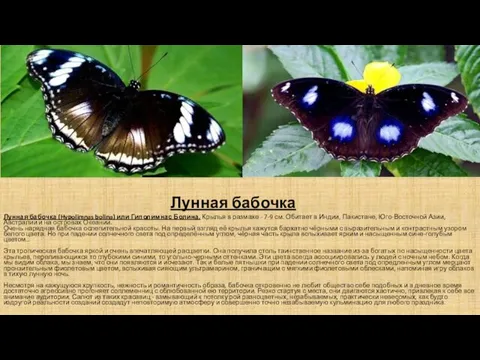 Лунная бабочка Лунная бабочка (Hypolimnas bolina) или Гиполимнас Болина. Крылья