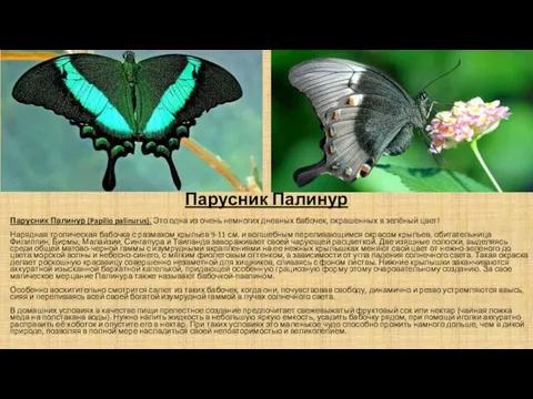 Парусник Палинур Парусник Палинур (Papilio palinurus). Это одна из очень