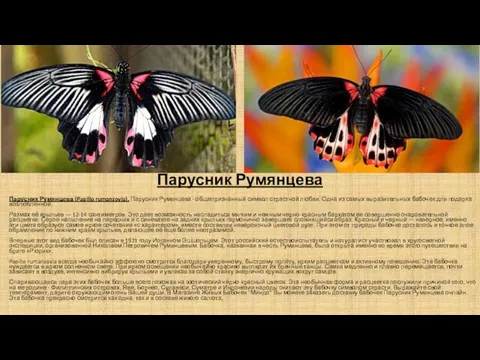 Парусник Румянцева Парусник Румянцева (Papilio rumanzovia). Парусник Румянцева - общепризнанный