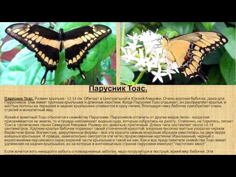 Парусник Тоас. Парусник Тоас. Размах крыльев - 12-14 см. Обитает