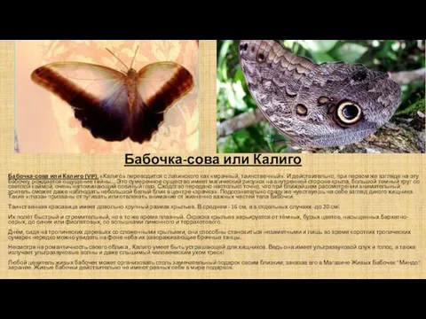 Бабочка-сова или Калиго Бабочка-сова или Калиго (VIP). «Калиго» переводится с