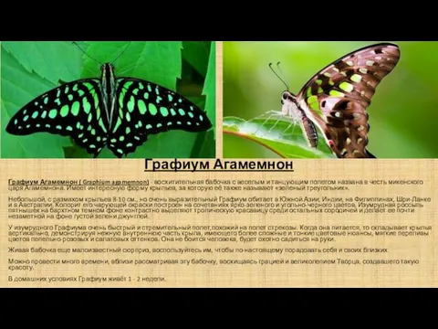 Графиум Агамемнон Графиум Агамемнон ( Graphium agamemnon) - восхитительная бабочка