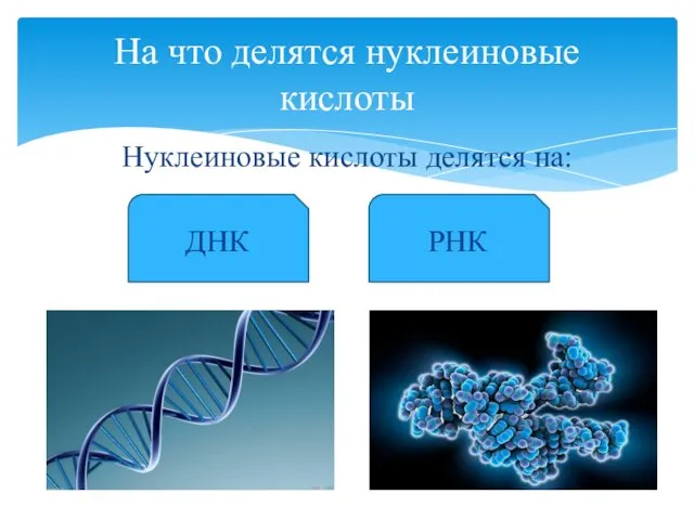 Нуклеиновые кислоты делятся на: На что делятся нуклеиновые кислоты ДНК РНК