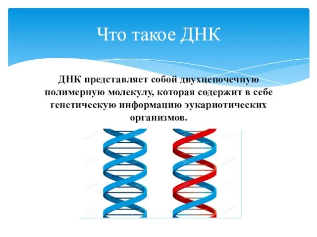 ДНК представляет собой двухцепочечную полимерную молекулу, которая содержит в себе