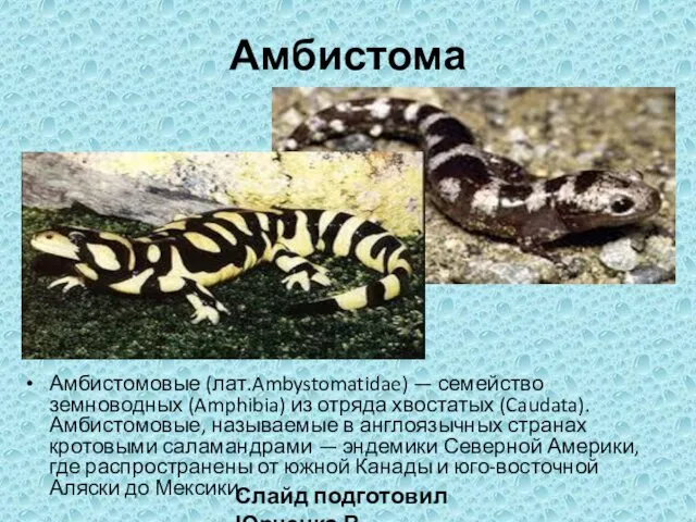 Амбистома Амбистомовые (лат.Ambystomatidae) — семейство земноводных (Amphibia) из отряда хвостатых