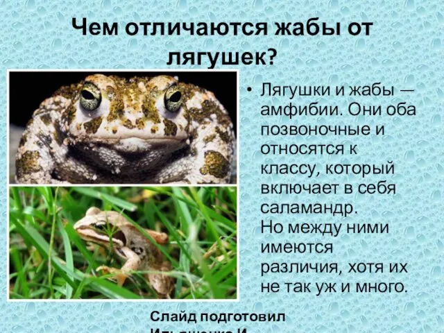 Чем отличаются жабы от лягушек? Лягушки и жабы — амфибии.