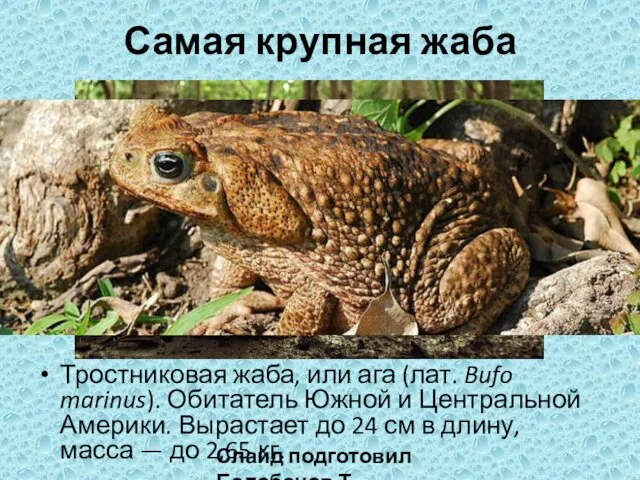 Самая крупная жаба Тростниковая жаба, или ага (лат. Bufo marinus).