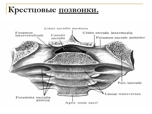 Крестцовые позвонки.