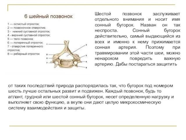 Шестой позвонок заслуживает отдельного внимания и носит имя сонный бугорок.