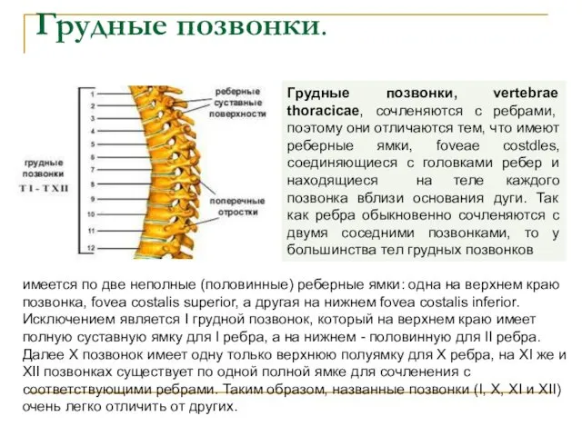 Грудные позвонки. Грудные позвонки, vertebrae thoracicae, сочленяются с ребрами, поэтому