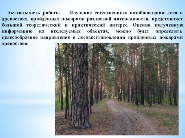 Актуальность работы - Изучение естественного возобновления леса в древостоях, пройденных