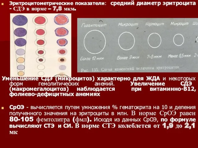 Эритроцитометрические показатели: средний диаметр эритроцита - СДЭ в норме –