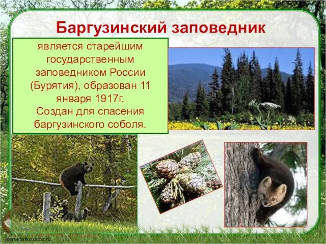 Баргузинский заповедник является старейшим государственным заповедником России (Бурятия), образован 11