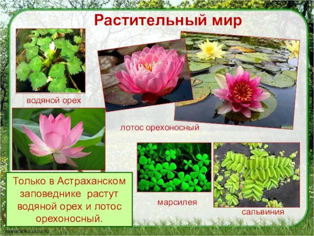 Растительный мир Только в Астраханском заповеднике растут водяной орех и лотос орехоносный. водяной
