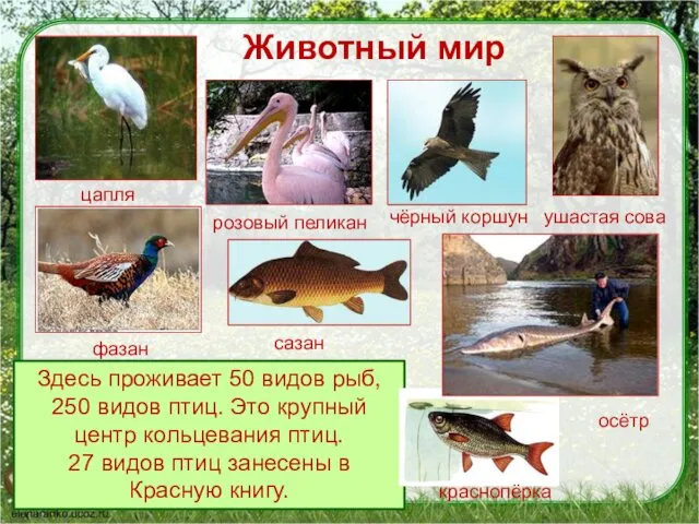Животный мир Здесь проживает 50 видов рыб, 250 видов птиц.