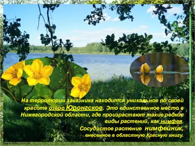 На территории заказника находится уникальное по своей красоте озеро Юронгское.