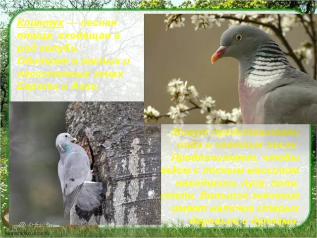 Клинтух — лесная птица, входящая в род голуби. Обитает в лесных и лесостепных