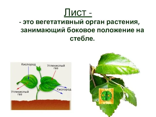 Лист - - это вегетативный орган растения, занимающий боковое положение на стебле.